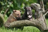 BULL TERRIER MINIATURE 219